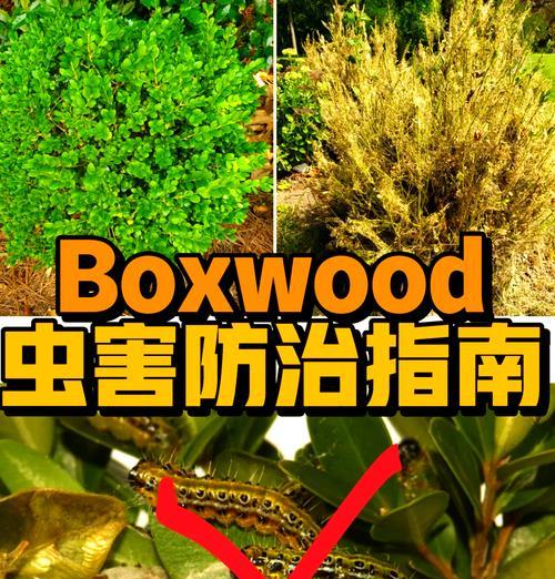小叶黄杨老叶子发黄干枯的补救措施是什么？