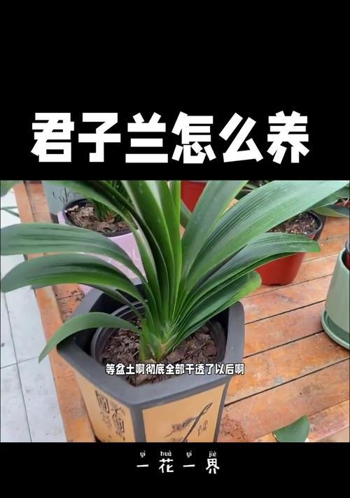 君子兰为何突然长高了？