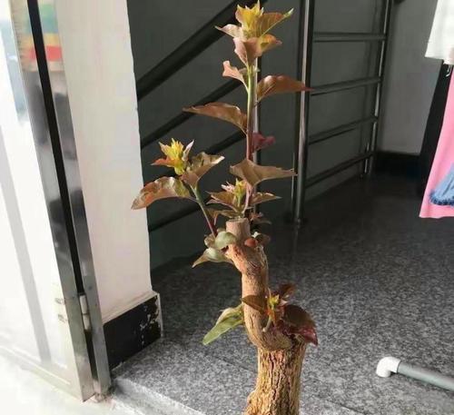 生桩三角梅的正确种植方法是什么?