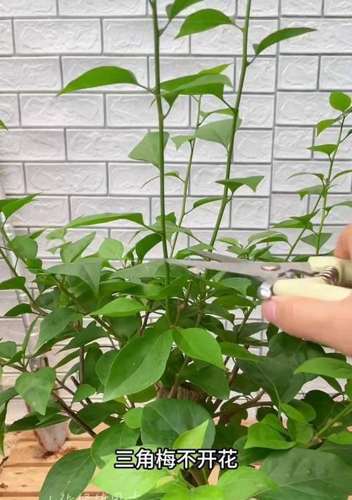 生桩三角梅的正确种植方法是什么？