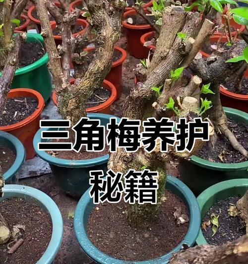 生桩三角梅的正确种植方法是什么？