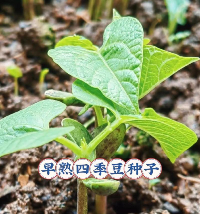 四季豆在北方春季何时播种最佳？播种技巧有哪些？