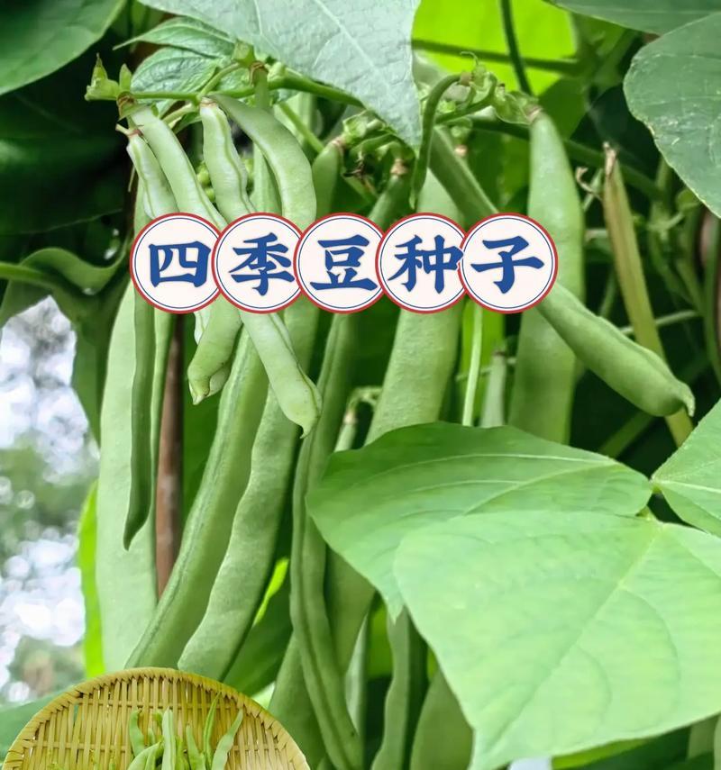 四季豆在北方春季何时播种最佳？播种技巧有哪些？