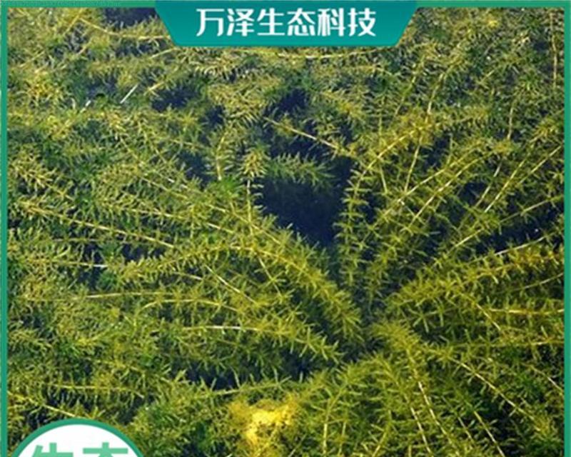 赣州有哪些沉水观赏植物？