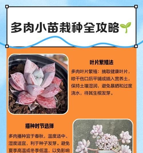 小苗如何培育成盆景？盆景种植的正确方法是什么？