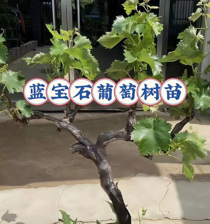 小苗如何培育成盆景？盆景种植的正确方法是什么？
