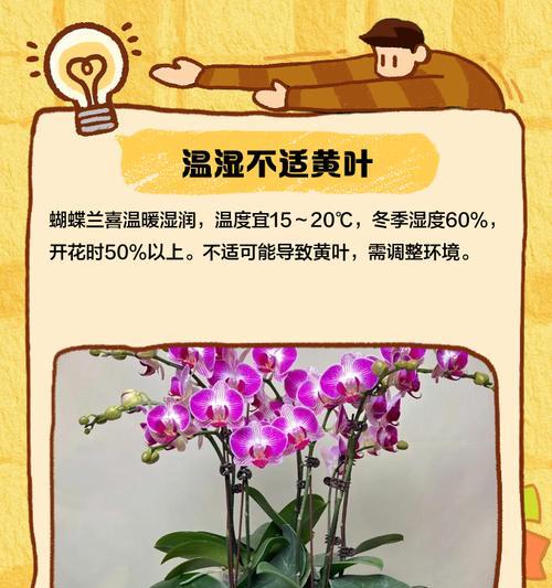 蝴蝶兰底部叶子发黄的原因及解决方法？