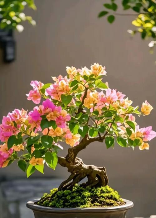 带根三角梅老桩的种植方法是什么？