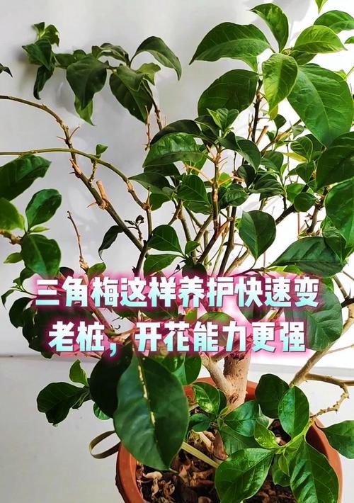 带根三角梅老桩的种植方法是什么？