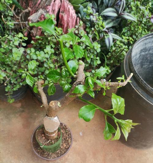 带根三角梅老桩的种植方法是什么？