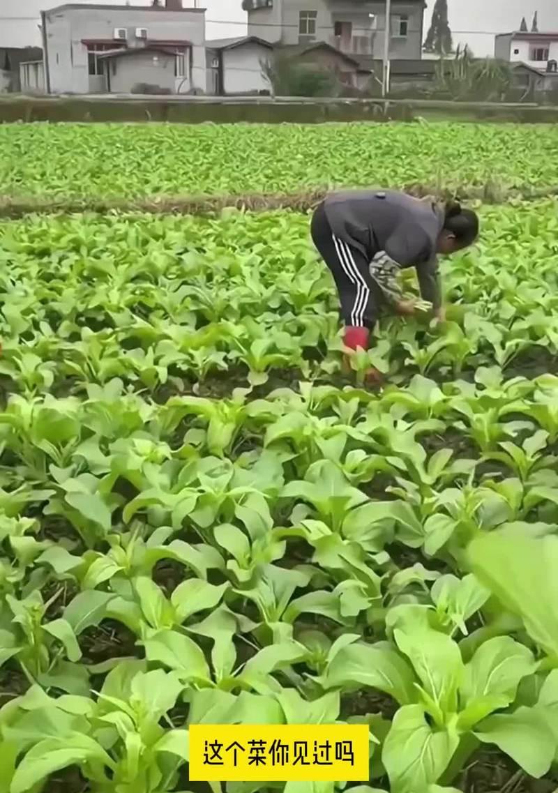 立秋前后播种白菜需要注意什么？