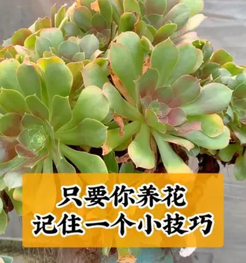 养花时应该关注哪些知识和技巧？如何成为养花高手？