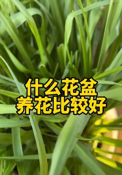 养花知识技巧有哪些？如何选择适合的盆栽？