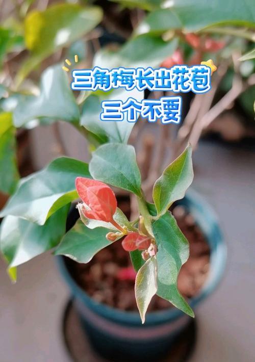三角梅如何防止掉花苞？