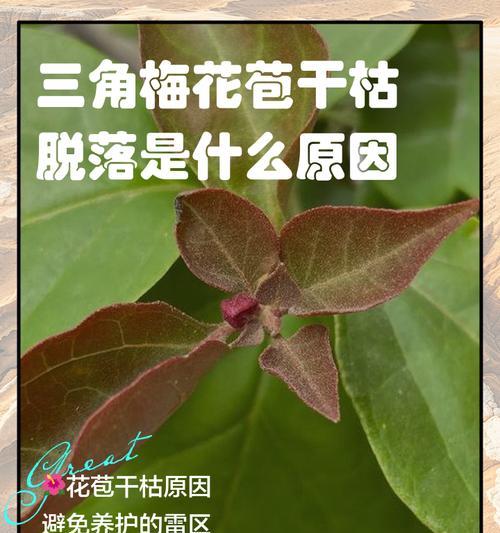 三角梅如何防止掉花苞？