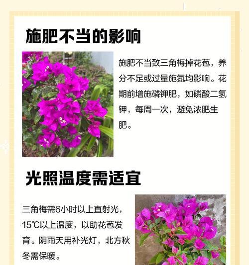 三角梅如何防止掉花苞？
