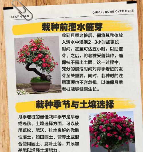 耐寒嫁接月季养护技巧有哪些？