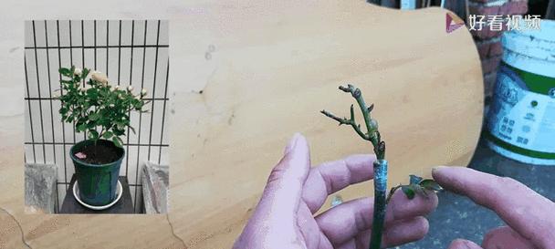 耐寒嫁接月季养护技巧有哪些？
