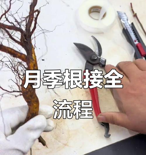 耐寒嫁接月季养护技巧有哪些？