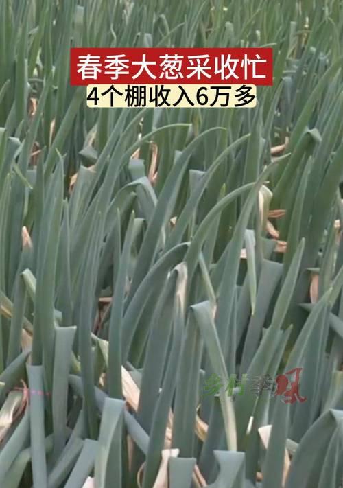 大棚葱籽栽培技术要点及步骤？