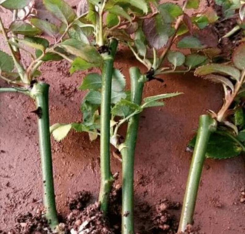 月季花插栽活的方法是什么？