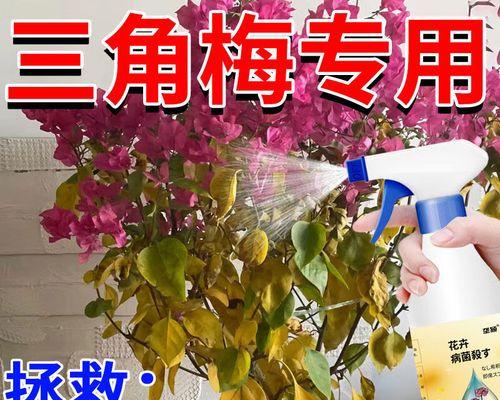 三角梅炭疽病怎么预防？预防措施有哪些？