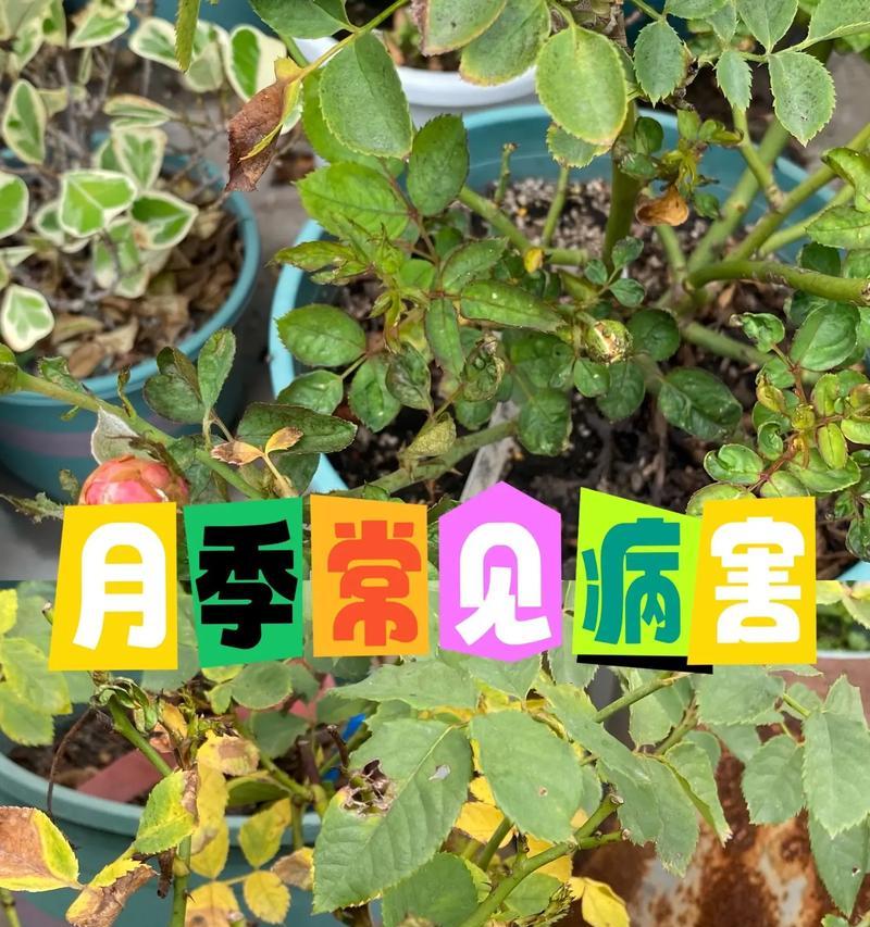 三角梅炭疽病怎么预防？预防措施有哪些？