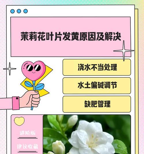 叶子发黄怎么办？有哪些有效的解决方法？