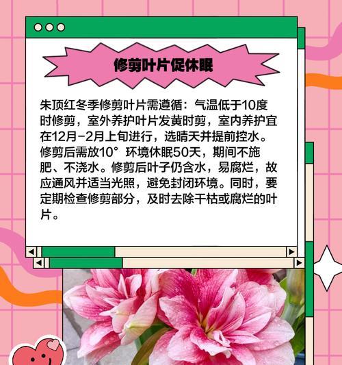 朱顶红用什么养球好看？如何进行日常的养护管理？