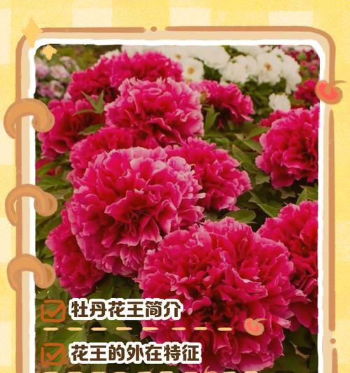 牡丹花播种的最佳时机是什么时候？