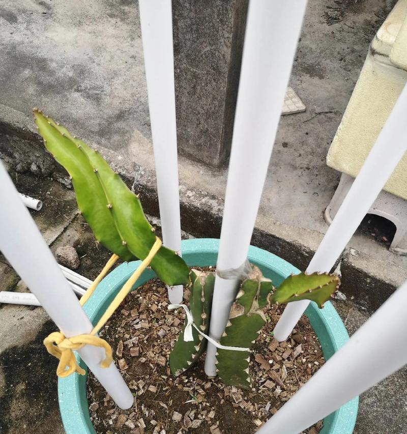 自制火龙果盆栽肥料的方法是什么？