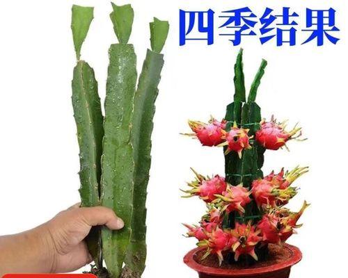 自制火龙果盆栽肥料的方法是什么？