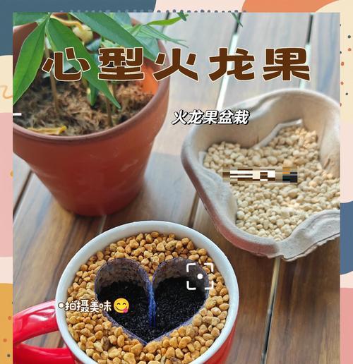 自制火龙果盆栽肥料的方法是什么？