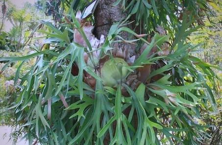 哪些是常见的鹿角蕨观赏植物？