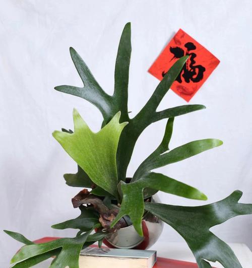 哪些是常见的鹿角蕨观赏植物？