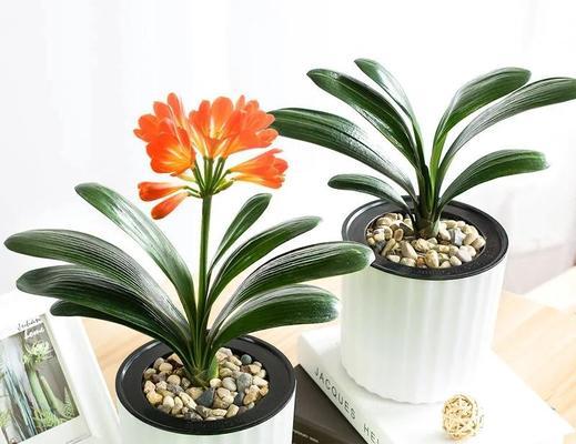 君子兰开花植物长什么样？如何正确养护？