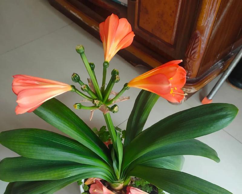 君子兰开花植物长什么样？如何正确养护？