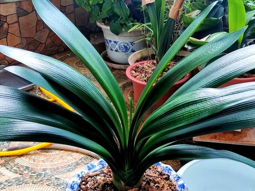 君子兰开花植物长什么样？如何正确养护？