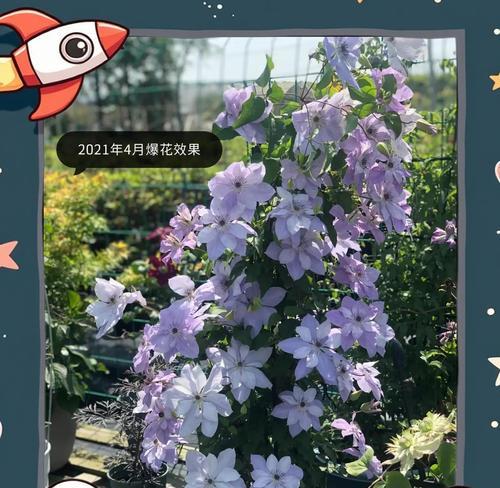 铁线莲怎么让它长得快一点？加速生长的秘诀是什么？
