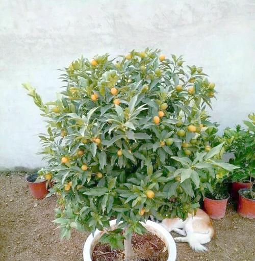 回城旁边播种什么好看？哪些植物适合种植？