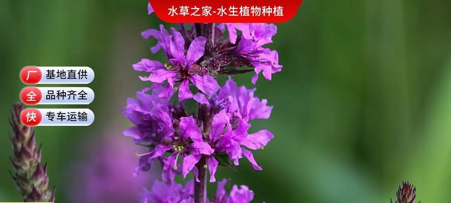 回城旁边播种什么好看？哪些植物适合种植？