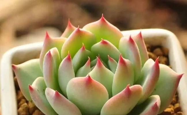 回城旁边播种什么好看？哪些植物适合种植？