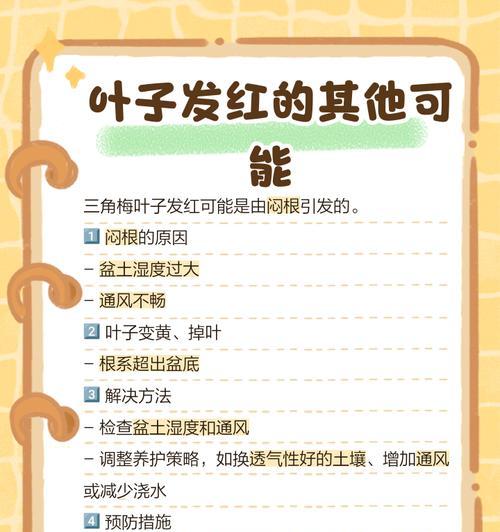 三角梅闷根导致叶片发软的解决方法？