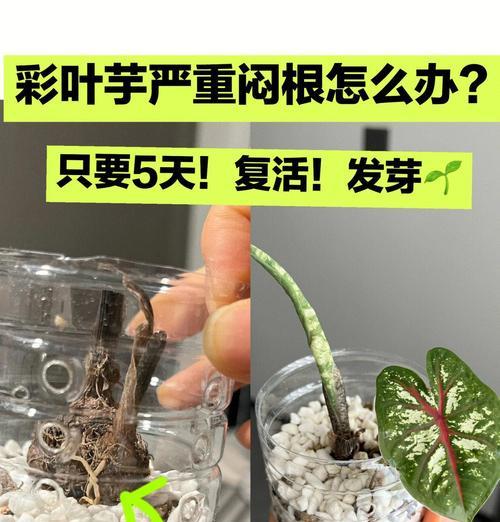 三角梅闷根导致叶片发软的解决方法？