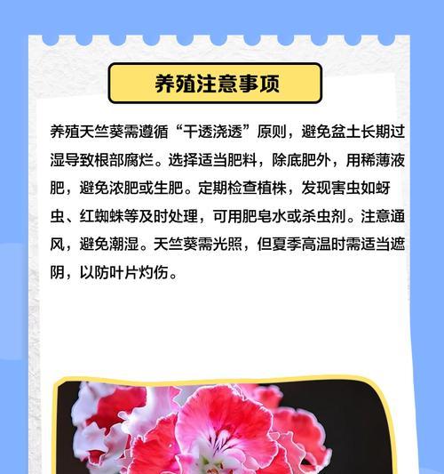 天竺葵开花期施肥指南？