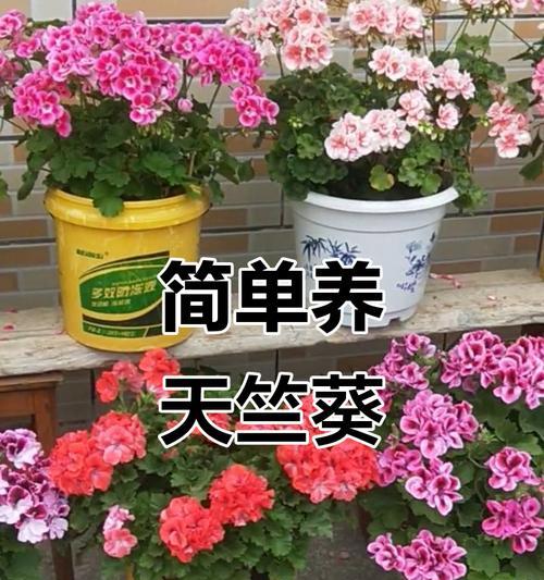 天竺葵开花期施肥指南？