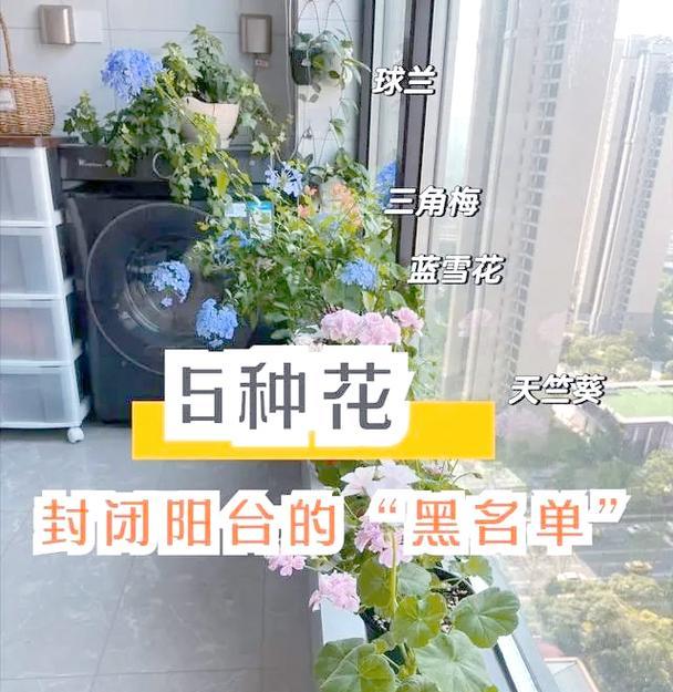 哪些花不宜种植在阳台？