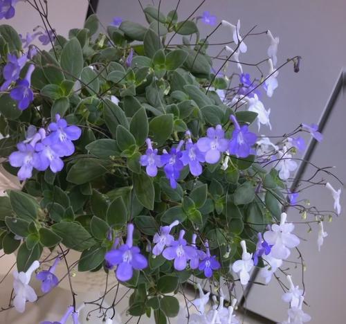 哪些花不宜种植在阳台？