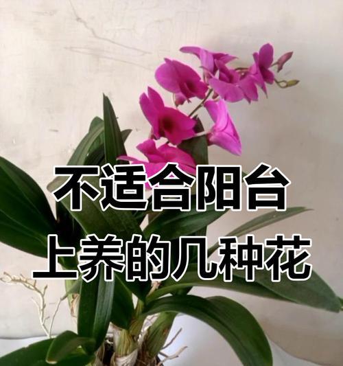 哪些花不宜种植在阳台？