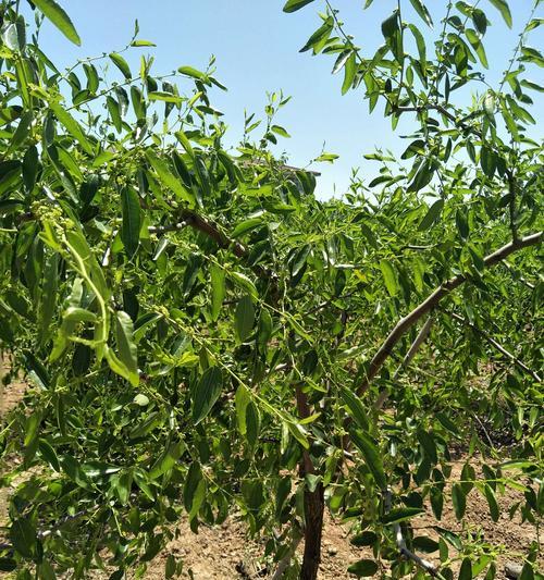 瓠子吊蔓栽培的关键技术是什么？如何正确栽培？